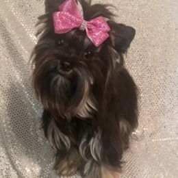 Candy - Yorkshire Terrier