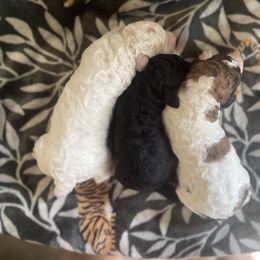 Poodle Puppies from Amber Locke