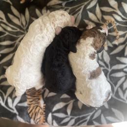 Poodle Puppies from Amber Locke
