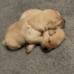 Labrador Retriever Puppies from Tobyan Labradors