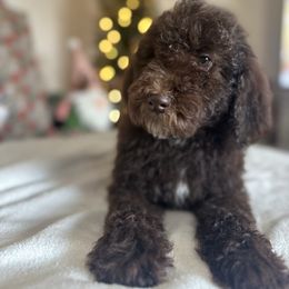 Snubbull - Chocolate female Goldendoodle puppy in Twin Falls, Idaho from Burrow & Bone