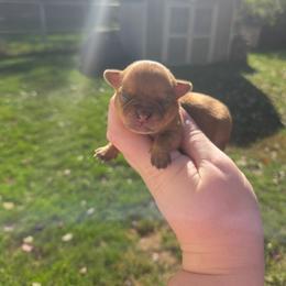 Freddy - Chocolate sabled fawn male Chihuahua puppy in Ashtabula, Ohio from Paw's & Awe's Chihuahuas