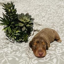 Dachshund Puppies from DachshyVerse