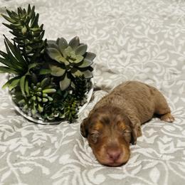 Dachshund Puppies from DachshyVerse