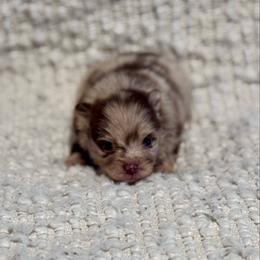 Swatch - Chocolate merle male Pomeranian puppy in Canandaigua, New York from Fingerlakes Pomeranians
