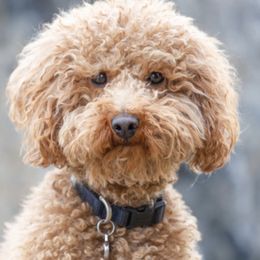 Sadie - Goldendoodle