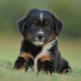 Grindylow - Black tri male Miniature Australian Shepherd puppy in Hartman, Arkansas from Southern Edition Aussies