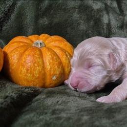 Casper - Fawn and white male Sheepadoodle puppy in Austin, Texas from Darling Doodles
