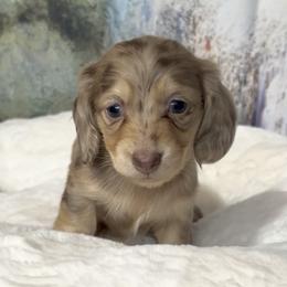Deja's Chocolate and Cream Dapple Female - Dapple female Dachshund puppy in Kalama, Washington from Dazzling Doxies