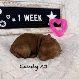 Candy AJ - Red  female Poodle puppy in Florida from Adorable Toy-Miniature Poodles