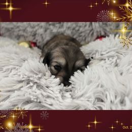 Reserved - Cream female Dachshund puppy in California from Farmhouse Sausages