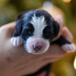 Fudge - Black and white male Bernedoodle puppy in Delta, Pennsylvania from KEE Bernedoodles