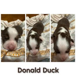 Donald Duck - Red tri male Toy Australian Shepherd puppy in Menan, Idaho from Teton Toy Aussies