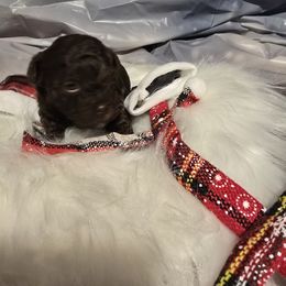 Cocker Spaniels and Poodles from Southern Family Kennel