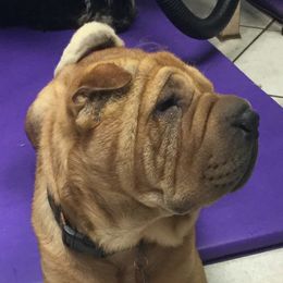 Toby - Chinese Shar-Pei