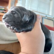 Turquoise Girl - Sporty Mix puppy in Wasilla, Alaska from All Starr Farms