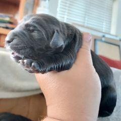 Turquoise Girl - Sporty Mix puppy in Wasilla, Alaska from All Starr Farms