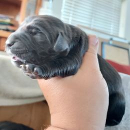 Turquoise Girl - Sporty Mix puppy in Wasilla, Alaska from All Starr Farms