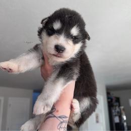 Draco - Black and white male Alaskan Malamute puppy in Spokane, Washington from Asgard Wooly Malamutes