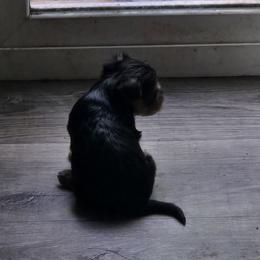 Yorkshire Terriers from Teena Cartwright