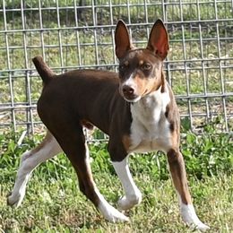 RIP - Rat Terrier