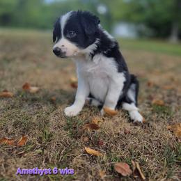 Amethyst - Black and white female Border Collie puppy in Richmond, Maine from Lil Maine Border Collies