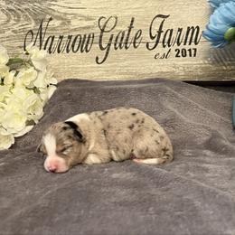 Lacey - White and blue merle female Border Collie puppy in Moody, Texas from Narrow Gate Farm