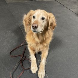 Brandy - Golden Retriever