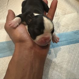 Ty - Black and white male Boston Terrier puppy in Atlanta, Georgia from Dismond BT Farm