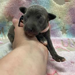 Stella - Blue female Italian Greyhound puppy in Lancaster, Missouri from White Stone Ranch
