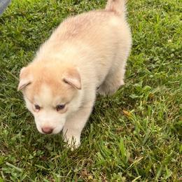 Boy 4 - Copper - Sable and white male Siberian Husky puppy in Independence, Wisconsin from Hito's Huskies