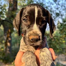 Basil - orange collar - Black roan male German Shorthaired Pointer puppy in Mokelumne Hill, California from Underhill GSP
