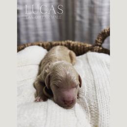 Goldendoodle Puppies from MAGNOLIA FARM DOODLES