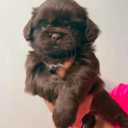 June - Chocolate female Shih Tzu puppy in Azusa, California from RJ Shih Tzu lover