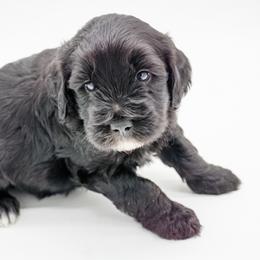 Mr. Black - Black male Goldendoodle puppy in Easley, South Carolina from River Falls Goldendoodles