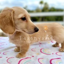 Penny - Cream female Dachshund puppy in Valley Center, California from Taxonyx Cream Dachshunds
