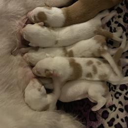 1 - White and red male Ibizan Hound puppy in Oklahoma from Nevaeh Ibizan Hounds