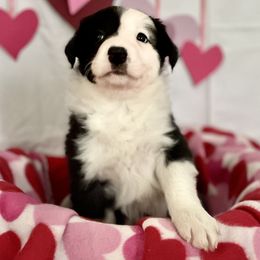 Border Collie Puppies from Trailblazer Border Collies
