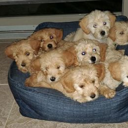 Goldendoodle Puppies from Rocks & Roses Doodles