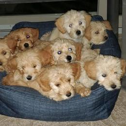 Goldendoodle Puppies from Rocks & Roses Doodles
