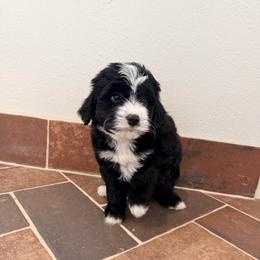 Girl 2 - Black and white female Bernedoodle puppy in Lehi, Utah from Heart J Bernedoodles