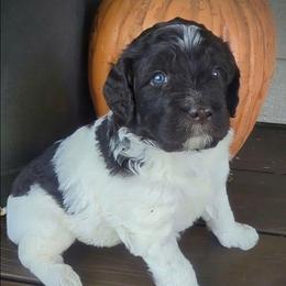 Chandler - male Newfypoo puppy in South Haven, Minnesota from Hidden Haven Poodles and Doodles