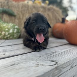 Leonberger Puppies from Magnolia Leos