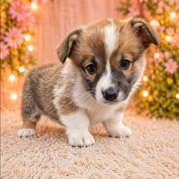 Rocco - Sable male Pembroke Welsh Corgi puppy in Charleroi, Pennsylvania from Twilight Hollow Corgis
