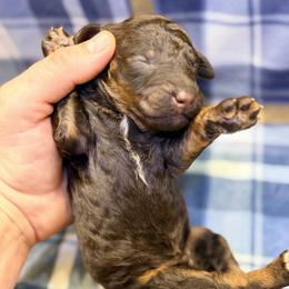 Male 1 - Phantom male Poodle puppy in Liberty, Texas from Poodles and Doodles Most Excellent Adventures