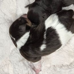 Jarvy - Liver male Miniature Schnauzer puppy in Hertford, North Carolina from Little Bug Schnauzers