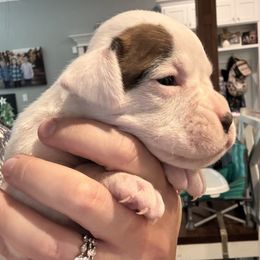 Female 1 - White female Boxer puppy in Charleston, Arkansas from Guardian Kennels