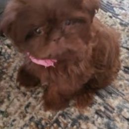 Goldendoodle and Shih Tzu Puppies from Angel Companions Farm