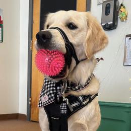 Trillium - Golden Retriever