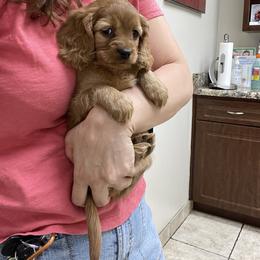 Cavalier King Charles Spaniel and Cavapoo Puppies from Larisa's Cavaliers